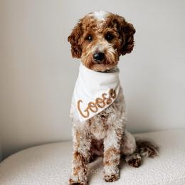 Goose - Goldendoodle