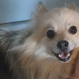 Pomeranians from Michelle's Poms