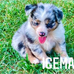 Miniature Australian Shepherd Puppies from SO Aussies