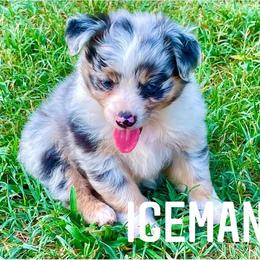 Miniature Australian Shepherd Puppies from SO Aussies