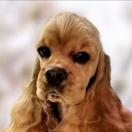 Cora - Cocker Spaniel
