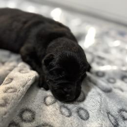 Jade - Black female German Shepherd puppy in Las Vegas, Nevada from Clever Boots Kennel