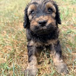 Cider with training - Sable male Cockapoo puppy in Boonville, North Carolina from Doods & Dolls