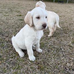 Riley green - Cream male Labradoodle puppy in Georgetown, South Carolina from Muddy Bay Kennels
