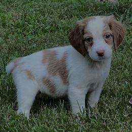 Krystal girl 4 - Orange and white female Brittany puppy in Floyd Knobs, Indiana from Cross Creek Brittanys