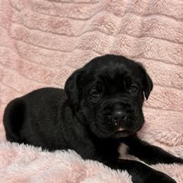 Green Collar R - Black male Cane Corso puppy in Paris, Texas from Knucklehead Cane Corso