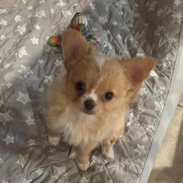 Chihuahua Puppies from Blissful’s Chihuahuas