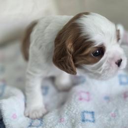 Buster - Blenheim male Cavalier King Charles Spaniel puppy in Miami, Florida from Tropical Cavaliers