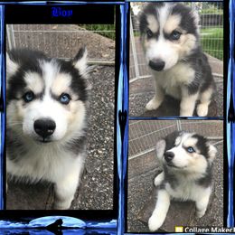 Siberian Husky Puppies from Blue Moon Siberian Husky Haven