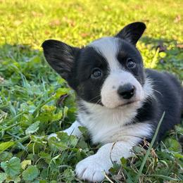 Pearl - Black and white female Cardigan Welsh Corgi puppy in Kerens, West Virginia from Leather & Lace
