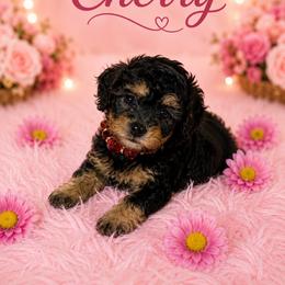 Cherry - Phantom female Poodle puppy in Davie, Florida from Sweet Peluditos