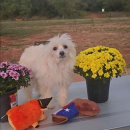 Irving Long Star Angel - Apricot male Chinese Crested puppy in Amarillo, Texas from Victoria's Chinese Cresteds Long Star Angels