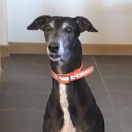 Tux - Greyhound