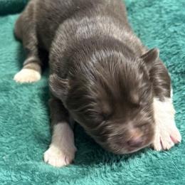 Prancer - Red and white male Siberian Husky puppy in Mechanicsville, Virginia from Shinko Siberians