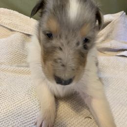 Collie Puppies from ColliesOklahoma