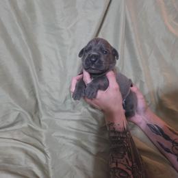 Male 3 - Gray male Cane Corso puppy in Mason City, Illinois from Red Wood Cane Corso