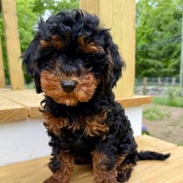 Charlotte - Black and tan female Cavapoo puppy in Bozrah, Connecticut from Cedar Creek Farm