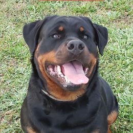 BELLA - Rottweiler