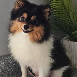 Poppy - Pomeranian