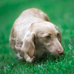 Coconut - Dachshund