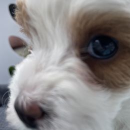 Cavapoo Puppies from Ellas.Pups