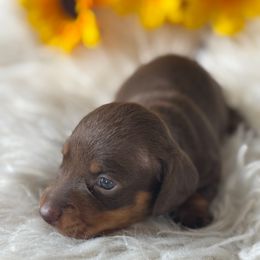 Harper - Chocolate and tan female Dachshund puppy in Holtwood, Pennsylvania from Holly Hill Dachshunds