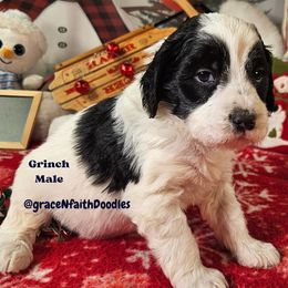 Grinch - Parti male Goldendoodle puppy in Peytno, Colorado from Grace N Faith Doodles