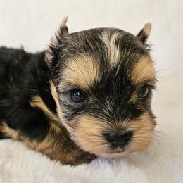 Yorkshire Terrier Puppies from Lady A's Yorkies