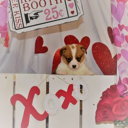 Girl 3 - Pembroke Welsh Corgi puppy in Gig Harbor, Washington from Pacific Northwest Pembroke Welsh Corgis