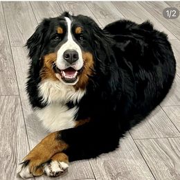 Bristow - Bernese Mountain Dog