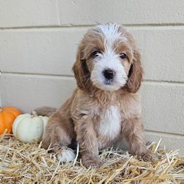 Butternut Squash - Apricot male Goldendoodle puppy in Daytona Beach, Florida from Beach Doodles