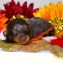 Reagan - Chocolate and tan female Dachshund puppy in Corbin, Kentucky from White River Valley Kennel