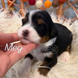 Meg - Tri-color female Bernedoodle puppy in Snohomish, Washington from Refined Doodles