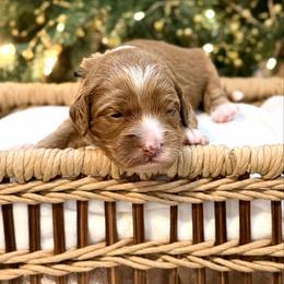Black - Red male Australian Labradoodle puppy in Auburn, Washington from West Valley Labradoodles
