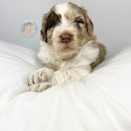 Aussiedoodle and Goldendoodle Puppies from Dandy Doodle Ranch