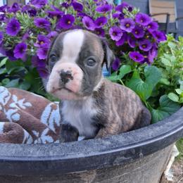 Boy 1 - Brindle male Boxer puppy in Pikeville, Kentucky from Boxers of Whispered Wishes