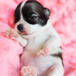 Sunny - Fawn and white female Chihuahua puppy in Wayland, Michigan from MI Chihuahua
