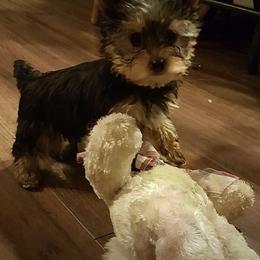 French Bulldog, Maltese, Poodle, and Yorkshire Terrier Puppies from Silver Lining