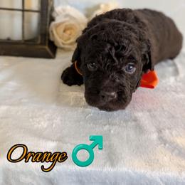 Orange Boy - Brown male Shihpoo puppy in Rockledge, Florida from Stormie's Doodles