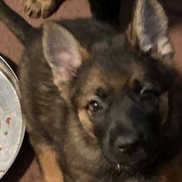 Girl 1 - German Shepherd puppy in Modoc County, California from Vom Marischal Working Lines German Shepherd Dogs