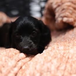 Willow - Black female Dachshund puppy in Eaton, Ohio from Miniature Alphas Dachshunds