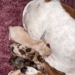Dachshund puppies from CarolinaDachshunds