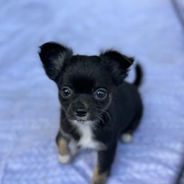Chihuahua Puppies from Little Paws