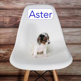 Aster - Black and white male Cavapoo puppy in Calhoun, Georgia from Happy Top Doodles