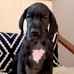 Daphne - Black female Great Dane puppy in Plano, Texas from Blue Thunder Danes