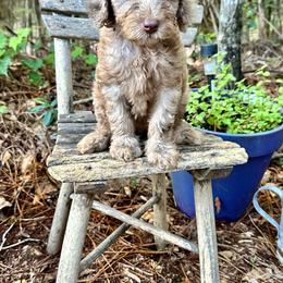 Goldendoodle Puppies from 24 Karat Doodles