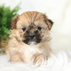 Maltipoo, Shichon, and Shihpoo Puppies from Timbercreek Puppies