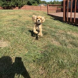 Cocker Spaniel puppies from Sweet Tails