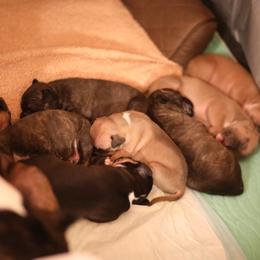 American Pit Bull Terrier and American Staffordshire Terrier Puppies from AptiBull Terriers
