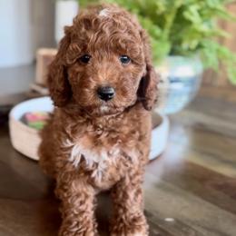 Violet - Red  female Goldendoodle puppy in St George, Utah from Doodle Bears of Southern Utah